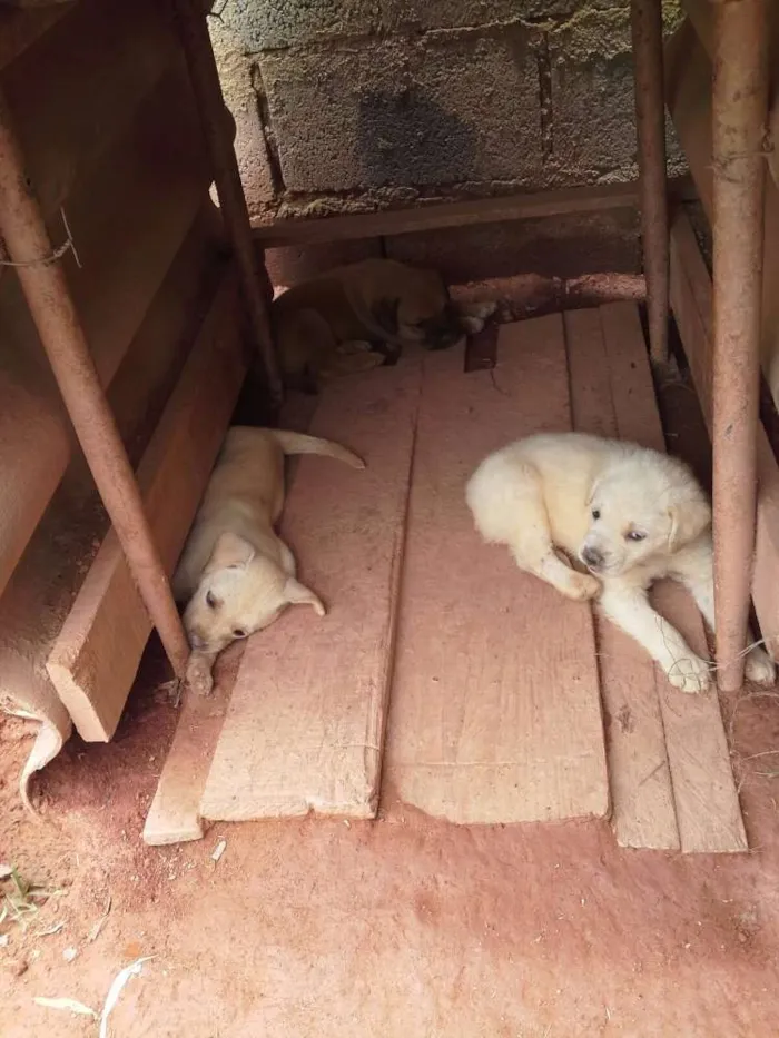 Cachorro ra a Boxer com Labrador idade Abaixo de 2 meses nome Filhotes
