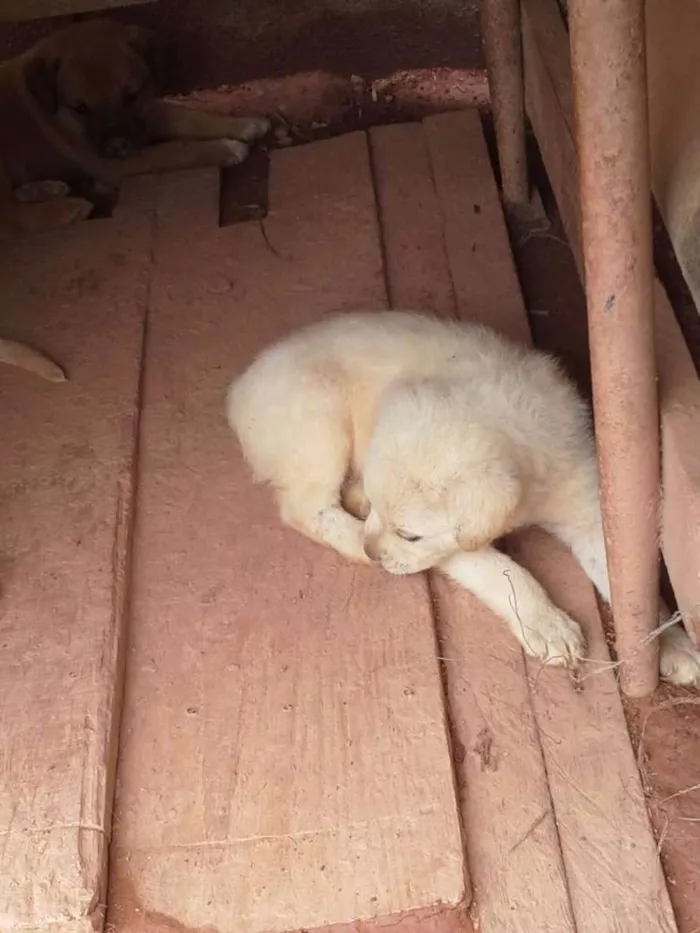 Cachorro ra a Boxer com Labrador idade Abaixo de 2 meses nome Filhotes