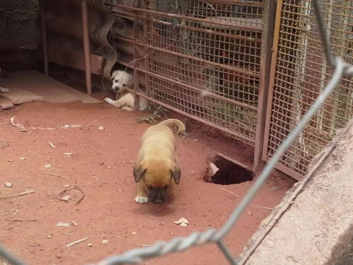 Cachorro ra a Boxer com Labrador idade Abaixo de 2 meses nome Filhotes