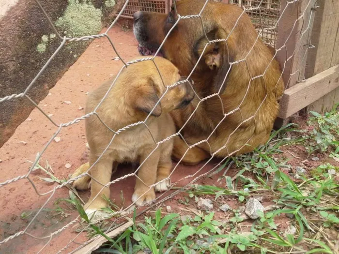 Cachorro ra a Boxer com Labrador idade Abaixo de 2 meses nome Filhotes