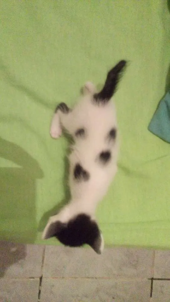 Gato raça Sem raca  idade Abaixo de 2 meses nome Sem nome