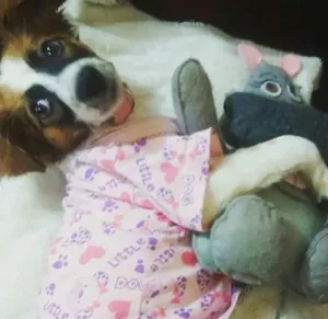 Cachorro raça vira lata idade 7 a 11 meses nome bella