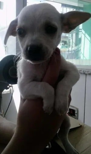 Cachorro raça mestiço pinsher idade 2 a 6 meses nome dinozzo