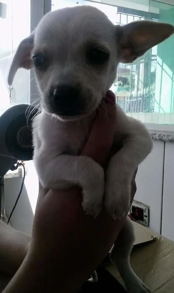 Cachorro ra a mestiço pinsher idade 2 a 6 meses nome dinozzo