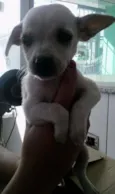 dinozzo