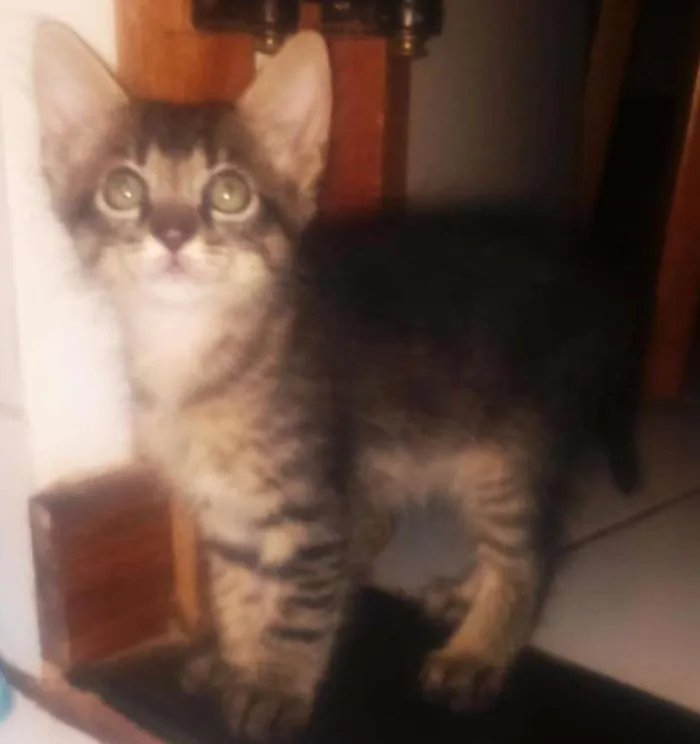 Gato ra a Indefinida idade 2 a 6 meses nome Sem nome