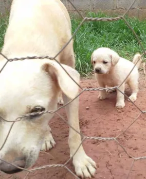 Cachorro raça Boxer com Labrador idade Abaixo de 2 meses nome Filhotes