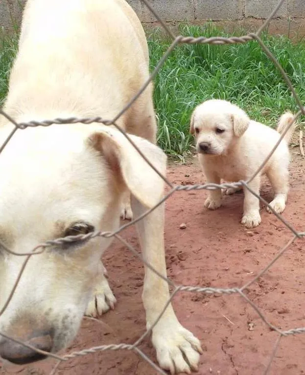 Cachorro ra a Boxer com Labrador idade Abaixo de 2 meses nome Filhotes