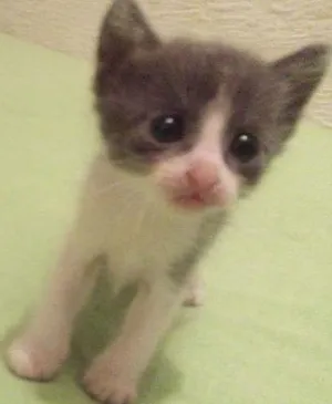 Gato raça Sem raca  idade Abaixo de 2 meses nome Sem nome