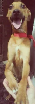 Eros