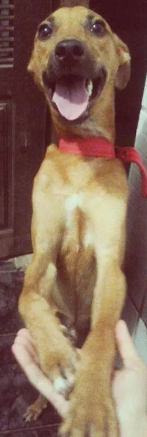 Cachorro raça Mestiço idade 7 a 11 meses nome Eros