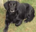 Toby