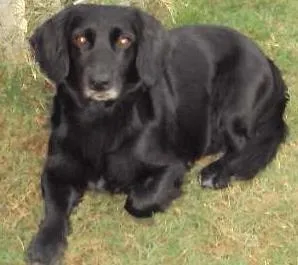 Cachorro raça SRD idade 4 anos nome Toby