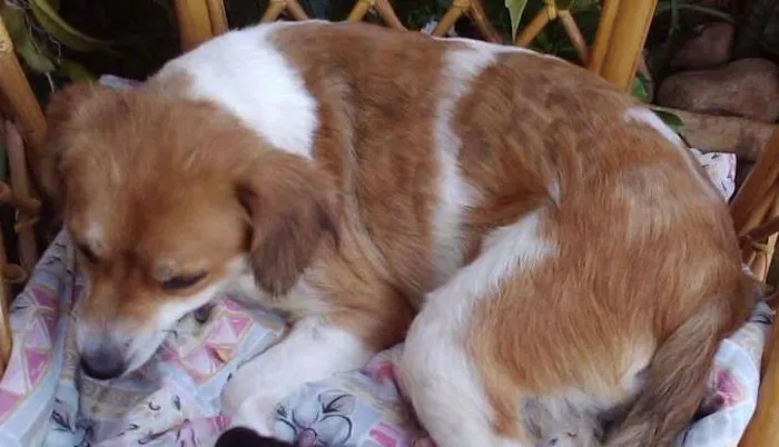 Cachorro ra a SRD idade 4 anos nome fUSILICA