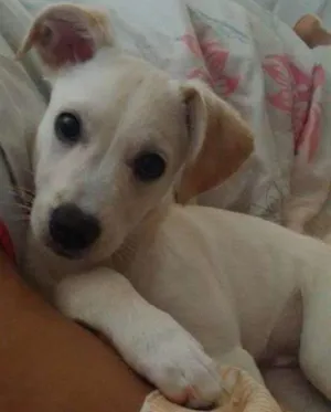 Cachorro raça Vira Lata idade 7 a 11 meses nome Lolo