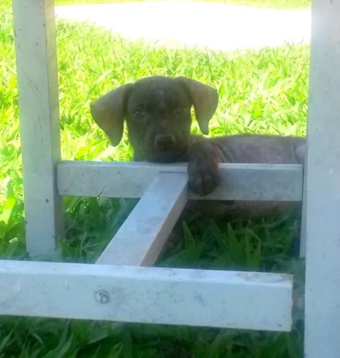 Cachorro ra a Labrador mestiço idade 2 a 6 meses nome Brenda