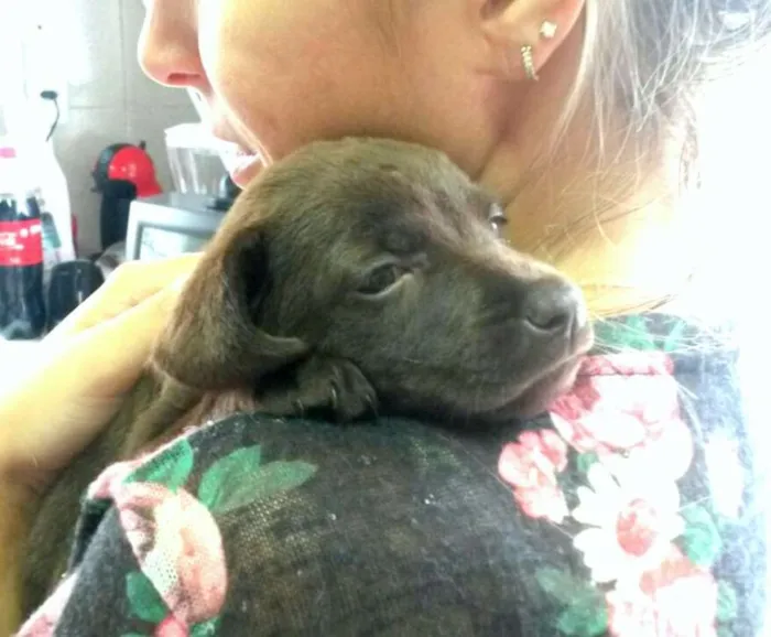 Cachorro ra a Labrador mestiço idade 2 a 6 meses nome Brenda