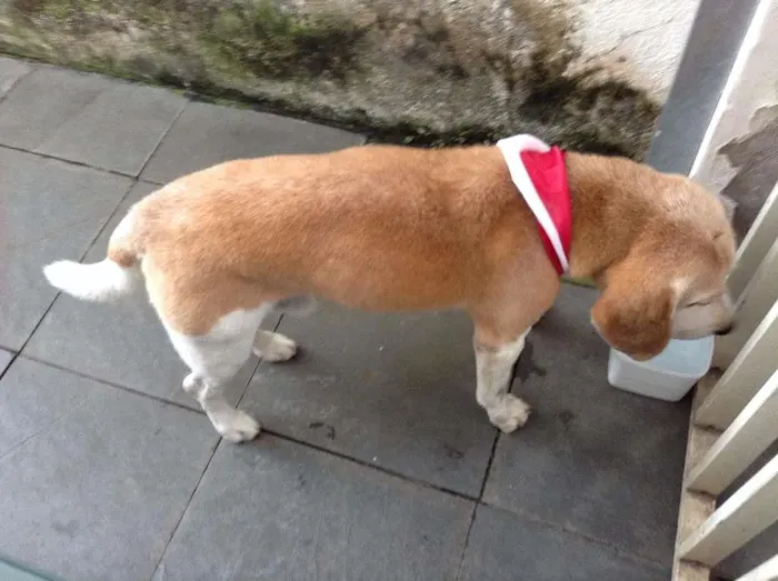 Cachorro ra a BEAGLE idade 6 ou mais anos nome SNOOP
