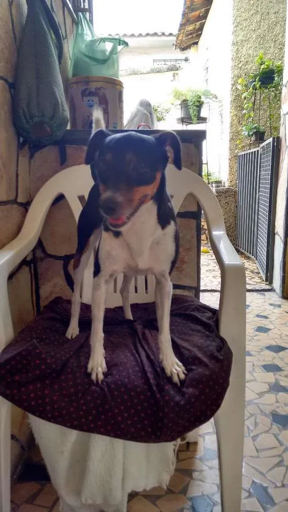 Cachorro raça Fox Terrier idade 3 anos nome Mirna