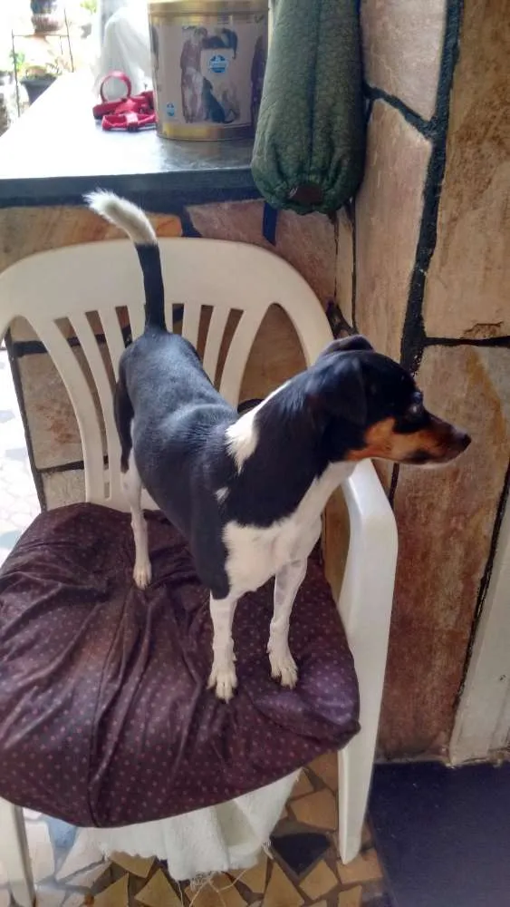 Cachorro raça Fox Terrier idade 3 anos nome Mirna