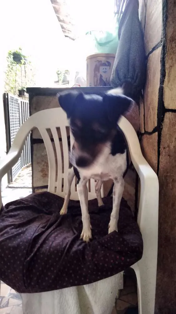 Cachorro raça Fox Terrier idade 3 anos nome Mirna