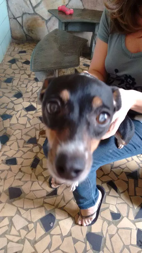 Cachorro raça Fox Terrier idade 3 anos nome Mirna