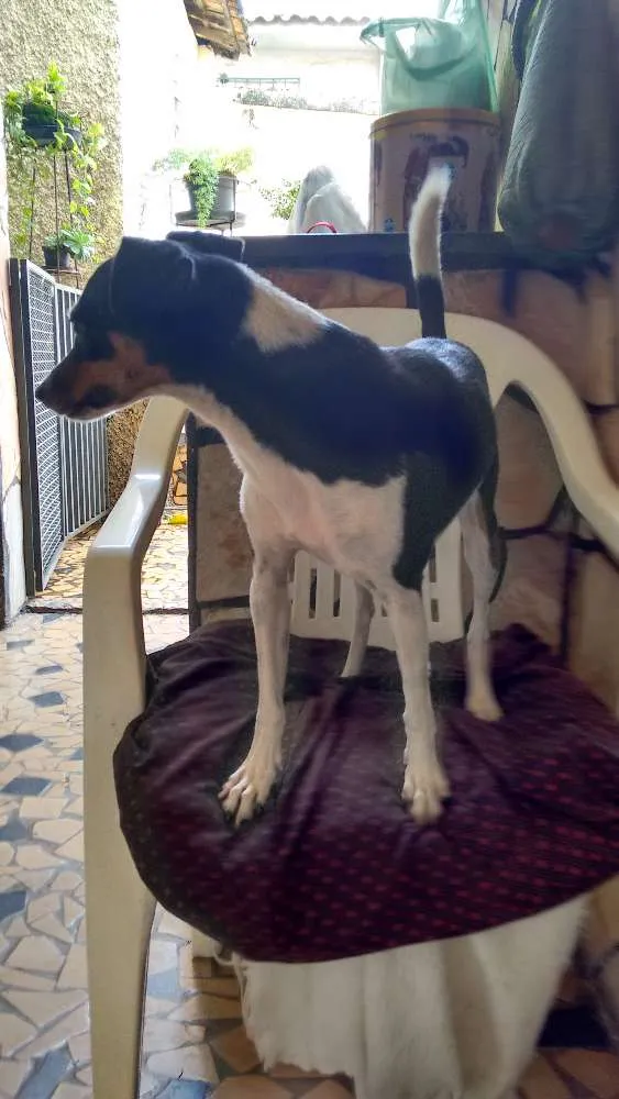 Cachorro raça Fox Terrier idade 3 anos nome Mirna