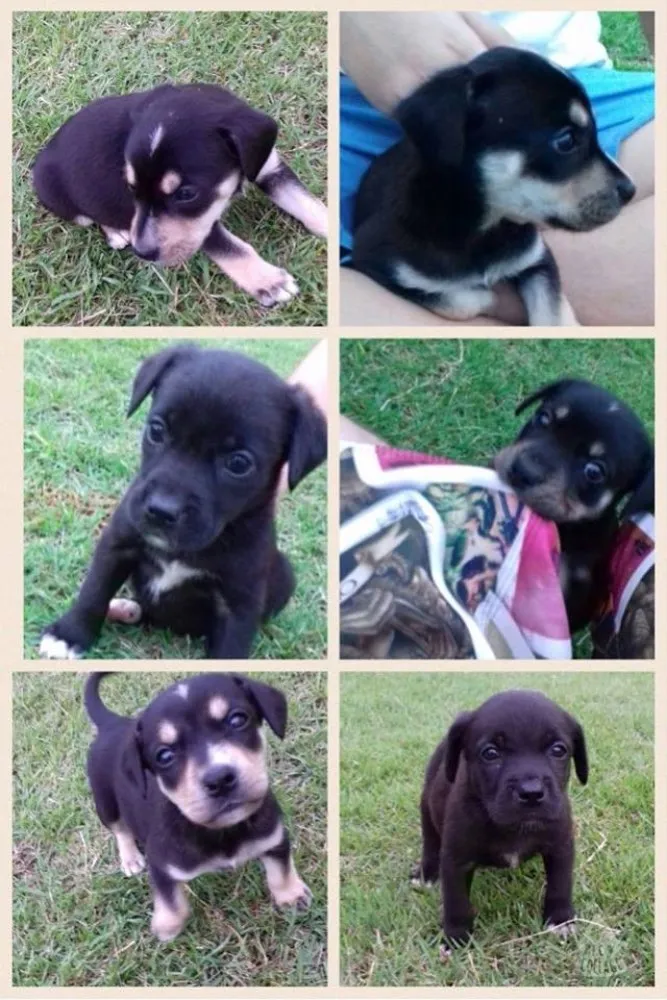 Cachorro ra a Vira lata idade Abaixo de 2 meses nome  5 filhotinhos