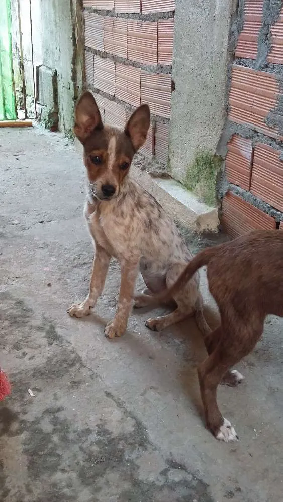 Cachorro ra a Vira Lata idade 2 a 6 meses nome Branco/Preto/Princesa