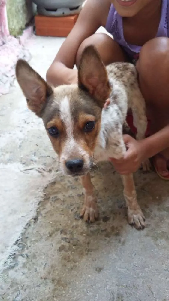 Cachorro ra a Vira Lata idade 2 a 6 meses nome Branco/Preto/Princesa