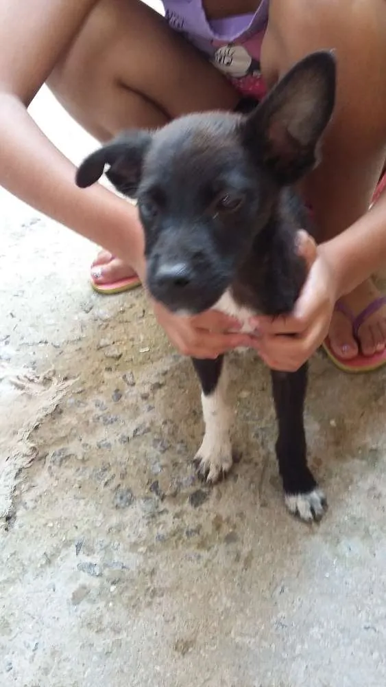 Cachorro ra a Vira Lata idade 2 a 6 meses nome Branco/Preto/Princesa