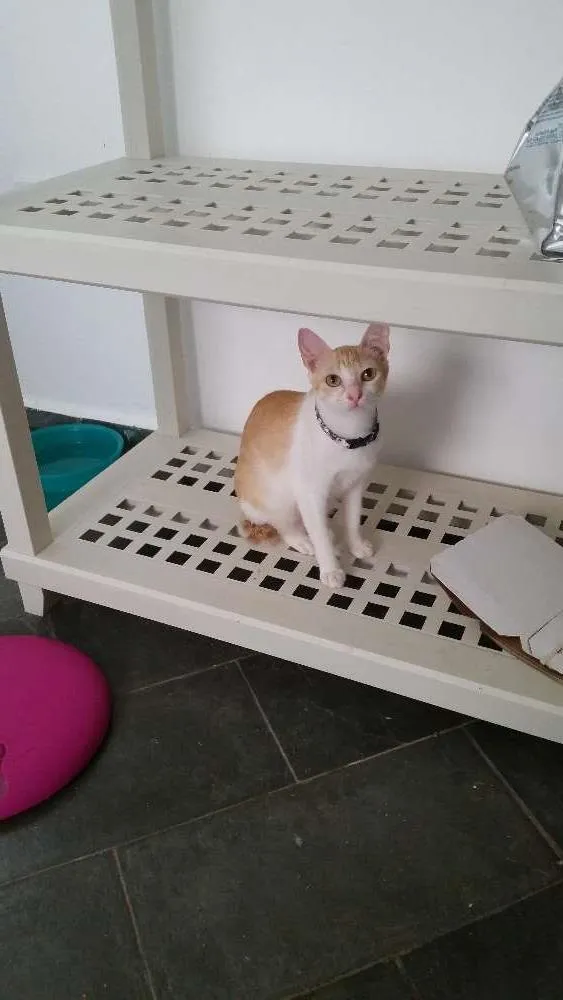 Gato ra a srd idade 1 ano nome Luna