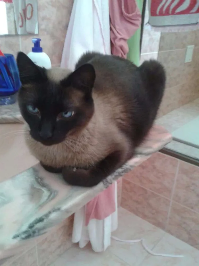 Gato ra a Siamês  idade 6 ou mais anos nome Mi