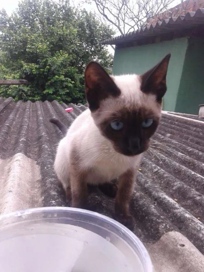 Gato ra a Siamês idade 2 a 6 meses nome Não definido