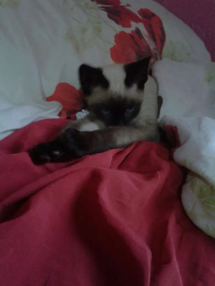 Gato ra a Siamês idade 2 a 6 meses nome Não definido