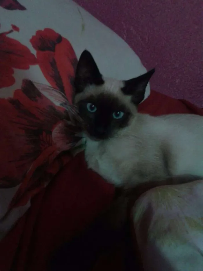 Gato ra a Siamês idade 2 a 6 meses nome Não definido