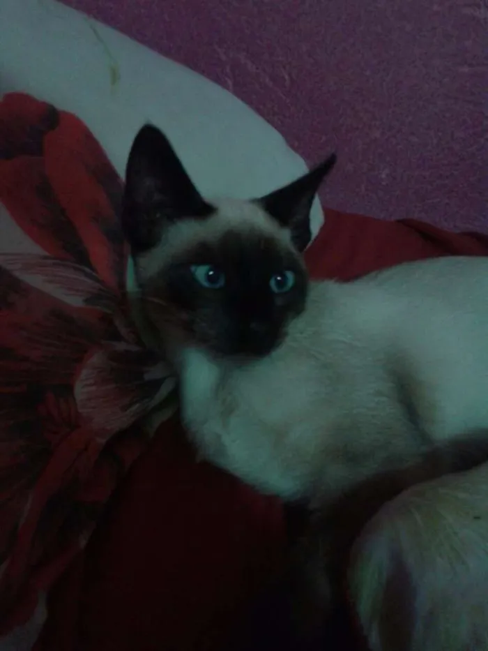 Gato ra a Siamês idade 2 a 6 meses nome Não definido