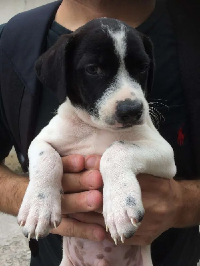 Cachorro ra a SRD idade 2 a 6 meses nome Romeu
