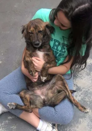 Cachorro raça SRD idade 2 anos nome Estela
