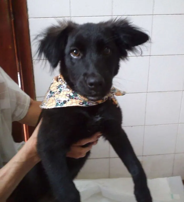 Cachorro ra a SRD idade 2 a 6 meses nome Sara