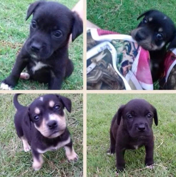 Cachorro ra a Vira lata idade Abaixo de 2 meses nome  5 filhotinhos