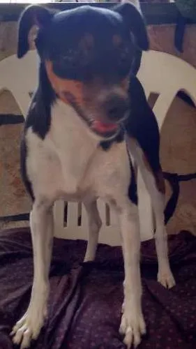 Cachorro raça Fox Terrier idade 3 anos nome Mirna