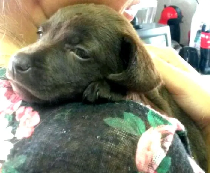 Cachorro ra a Labrador mestiço idade 2 a 6 meses nome Brenda