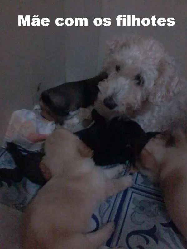 Cachorro ra a Poodle com vira lata idade Abaixo de 2 meses nome Adoção de Filhotes