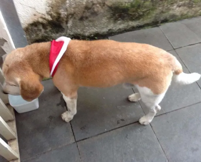 Cachorro ra a BEAGLE idade 6 ou mais anos nome SNOOP