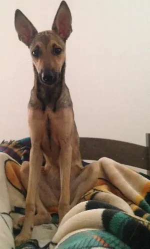 Cachorro raça SRD idade 1 ano nome Xica