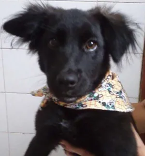 Cachorro raça SRD idade 2 a 6 meses nome Sara