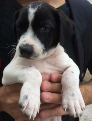Cachorro raça SRD idade 2 a 6 meses nome Romeu