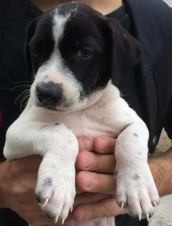 Cachorro ra a SRD idade 2 a 6 meses nome Romeu