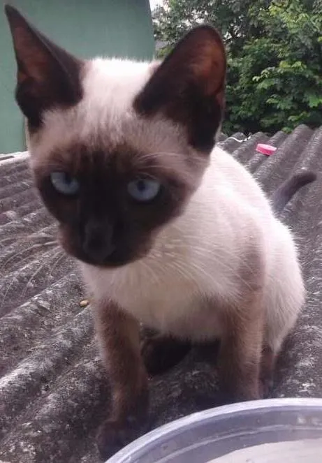 Gato ra a Siamês idade 2 a 6 meses nome Não definido